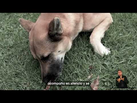 Porque protegemos toda vida sintiente, sin discriminación  | Partido Alianza Verde