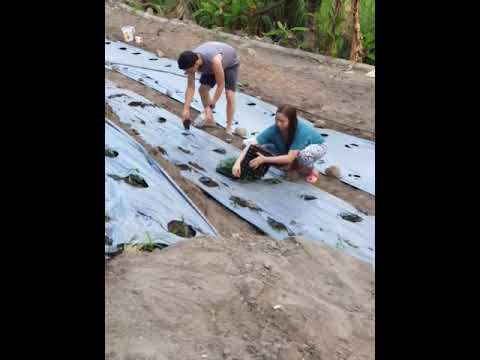 Sili land preparation and planting part 3