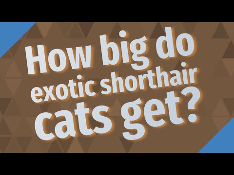How big do exotic shorthair cats get?