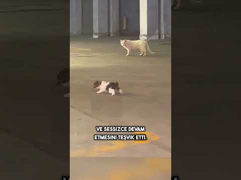Anne Kedi, Yavrusunu Güvenli Bir Yuva İçin Bir Bayana Teslim Ediyor! #shorts