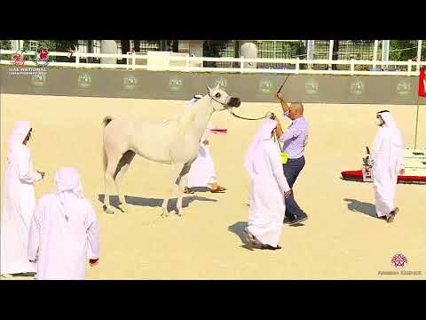 N.106 D FANNANAH - UAE National Championship 2020 - Fillies 3 Years Old (Class 3B)