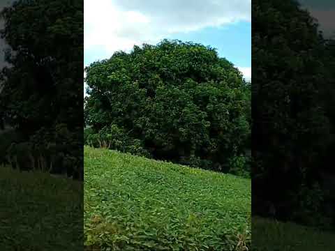 rio na estrada boa fé são jorge do ivaí Paraná Brazil