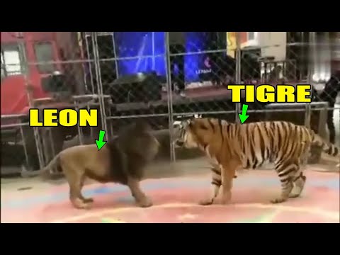 LEON vs TIGRE l Los 5 Batallas de León versus Tigree l  últimos  enfrentamientos