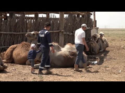 «Ақ пароход» порнофильмі Қыздар өзін-өзі құлдықта ойнайды
