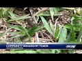 A Plague Of Toads Causes Fear In A Palm Beach Gardens Neighborhood