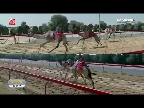  ش 5 (شواهين) لـ هجن الرئاسة 12:28:8 ، تأهيلي المرموم 2026/2/24 حول وزمول