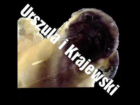 Krajewski i Urszula - Baw mnie