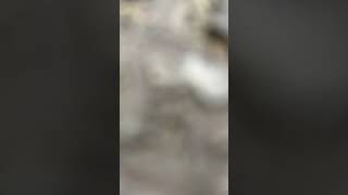 現行BRZ不等長サウンド 暖気完了状態空吹かし 柿本改Regu.06&R＋Borla不等長エキマニ #マフラー音 #マフラーサウンド #柿本改 #borlaexhaust #shorts