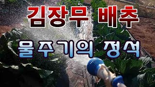 [텃밭농부.850]  김장무 배추 물주기의 정석. #김장무재배 #김장배추재배