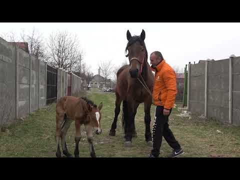 Caii lui Adi de la Tampa, Hunedoara - 2022 Nou!!!