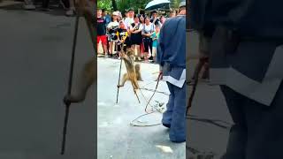 Download lagu Monkey ka 🤪 Madari Khel Super Dance # Short video#Trending #viral # Raja Star Bihar 🤣🤣👌🐵🐵 mp3 Download lagu Monkey ka 🤪 Madari Khel Super Dance # Short video#Trending #viral # Raja Star Bihar 🤣🤣👌🐵🐵 mp3