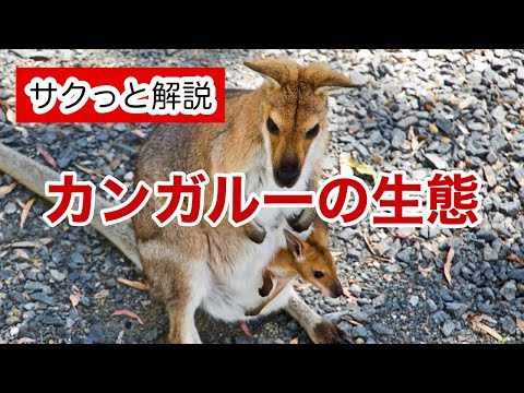 カンガルーの種類 - Dorcopsis luctuosa