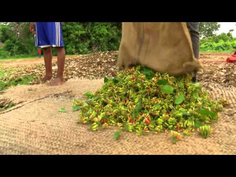 download lagu mp3 mp4 Clove Production, download lagu Clove Production gratis, unduh video klip Clove Production