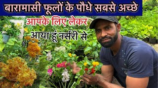 baramasi Phoolon Ke paudhe sabse best aapke liye Lekar Aaya hun nursery se