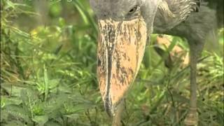 Cận cảnh cò mỏ cày bắt cá điệu nghệ