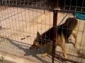 Max stray German Shepherd from Romania 