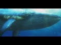 Whale Finding Nemo Sounds