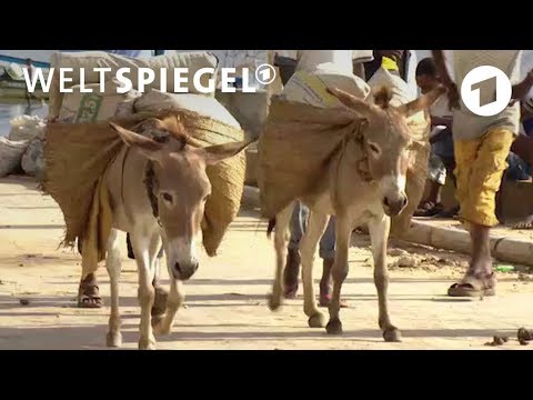 Der Handel mit dem Luxusgut Esel