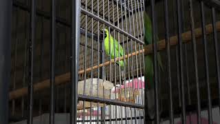 Download lagu Cucak ijo jamtrok nembak isian Walet mp3 Download lagu Cucak ijo jamtrok nembak isian Walet mp3