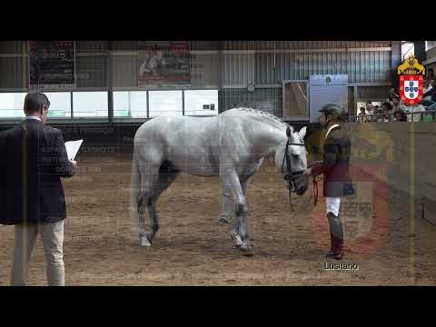 230424 22 Napoleão - Aprovação de Garanhões