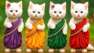billi ka dance video | Cat videos | funny cat dance 😻💃| Videos for cats billi dance 