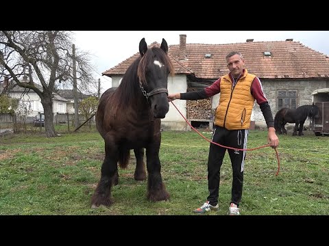 Armasarii lui Levi Barta de la Uriu, Bistrita Nasaud - 2025 Nou!!!