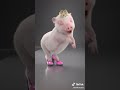 a pig dancing with heels was me