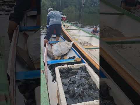 Mostrando o resultado de uma pescaria top de bodó no rio lagoinha