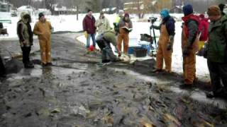 preview picture of video 'Carp Seining on Lake Gervais (part 2)'