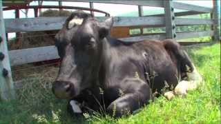 Ontario Veterinary College Promotional Video