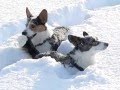 Short-legged dogs in deep snow. Slow-motion 300fps ...