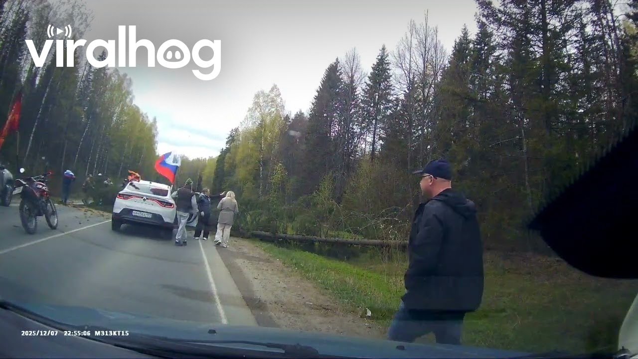Tree Falls Right In Front of Moving Vehicle || ViralHog