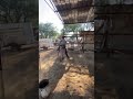 el gordo del machito