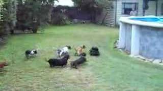 Dachshund road rage