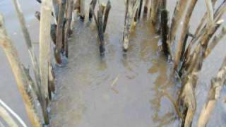 Download lagu Native American fish trap, Wilderness Survival mp3 Download lagu Native American fish trap, Wilderness Survival mp3