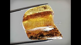 Okno do baltského jantaru PO-10