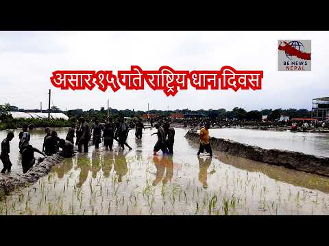 राष्ट्रिय धान दिवसको अवसरमा धरान उपमहानगरपालिका–६ स्थित कृषि पकेट क्षेत्र पानबारीमा धान रोपाइँ कार्यक्रम उत्साहपूर्वक सम्पन्न
