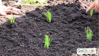 How To Grow Spring Onions - A Handy Step by Step Guide