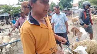 Download lagu 1 JT SATU ANAK JANTAN ⁉️ HARGA DOMBA PASAR PAING WARUJAYENG @pakhuriwonglugu3096  mp3