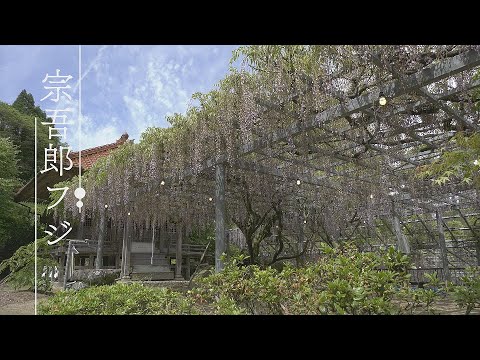 【佐賀県唐津市の風景：4K映像】宗吾郎フジ【七山馬川】(令和6年5月2日撮影）