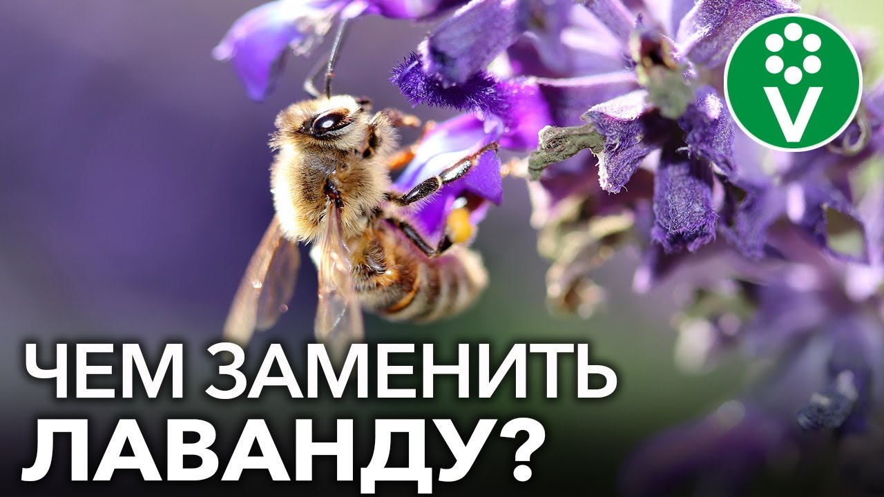 ПОСАДИТЕ ЭТИ ЦВЕТЫ ВМЕСТО ЛАВАНДЫ! ТОП-12 растений, похожих на лаванду, но более неприхотливых ПОСАДИТЕ ЭТИ ЦВЕТЫ ВМЕСТО ЛАВАНДЫ! ТОП-12 растений, похожих на лаванду, но более неприхотливых