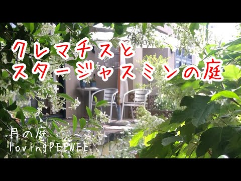 スタージャスミン 植物