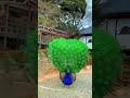 Beautiful Peacock 🦚 Video (480p) #shorts #peacock #cute