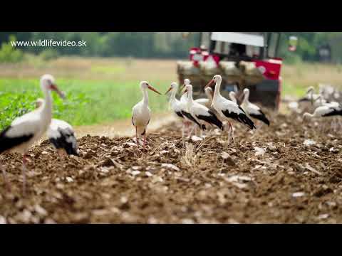 Bocian biely (lat. Ciconia ciconia)