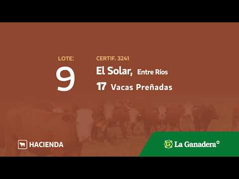Lote Vacas Preñadas El Solar