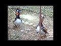 Rate mandarine / mandarin ducks 