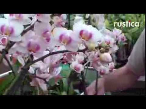 comment soigner orchidée phalaenopsis