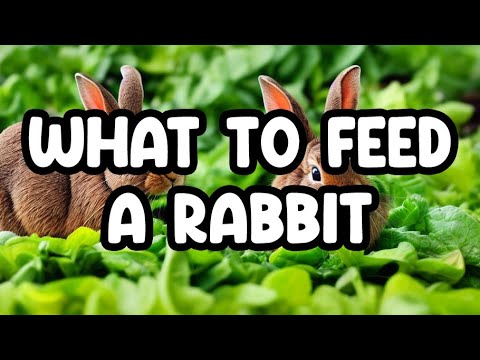 Discover the Secret to a Healthy Rabbit Diet!
