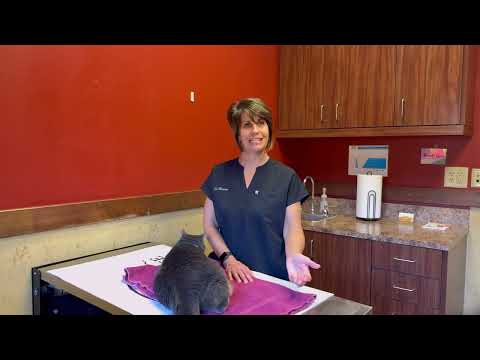 Everything You Need to Know About Kitten Care