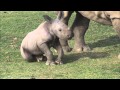 Baby Rhino Takes Charge At The San Diego Zoo Safari Park